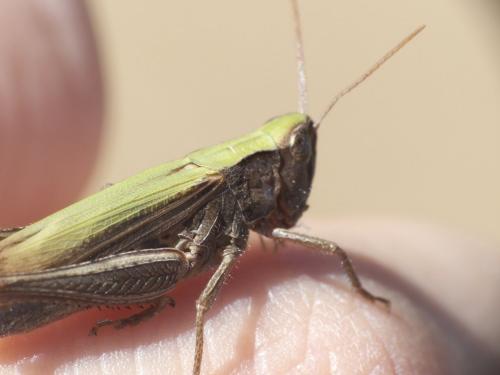 Chorthippus dorsatus dorsatus